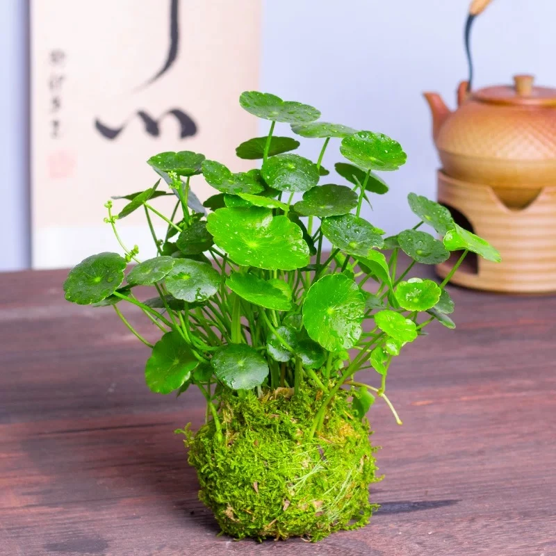 铜钱草种子水培办公室盆栽花卉绿植金钱草绿萝吊兰植物种植