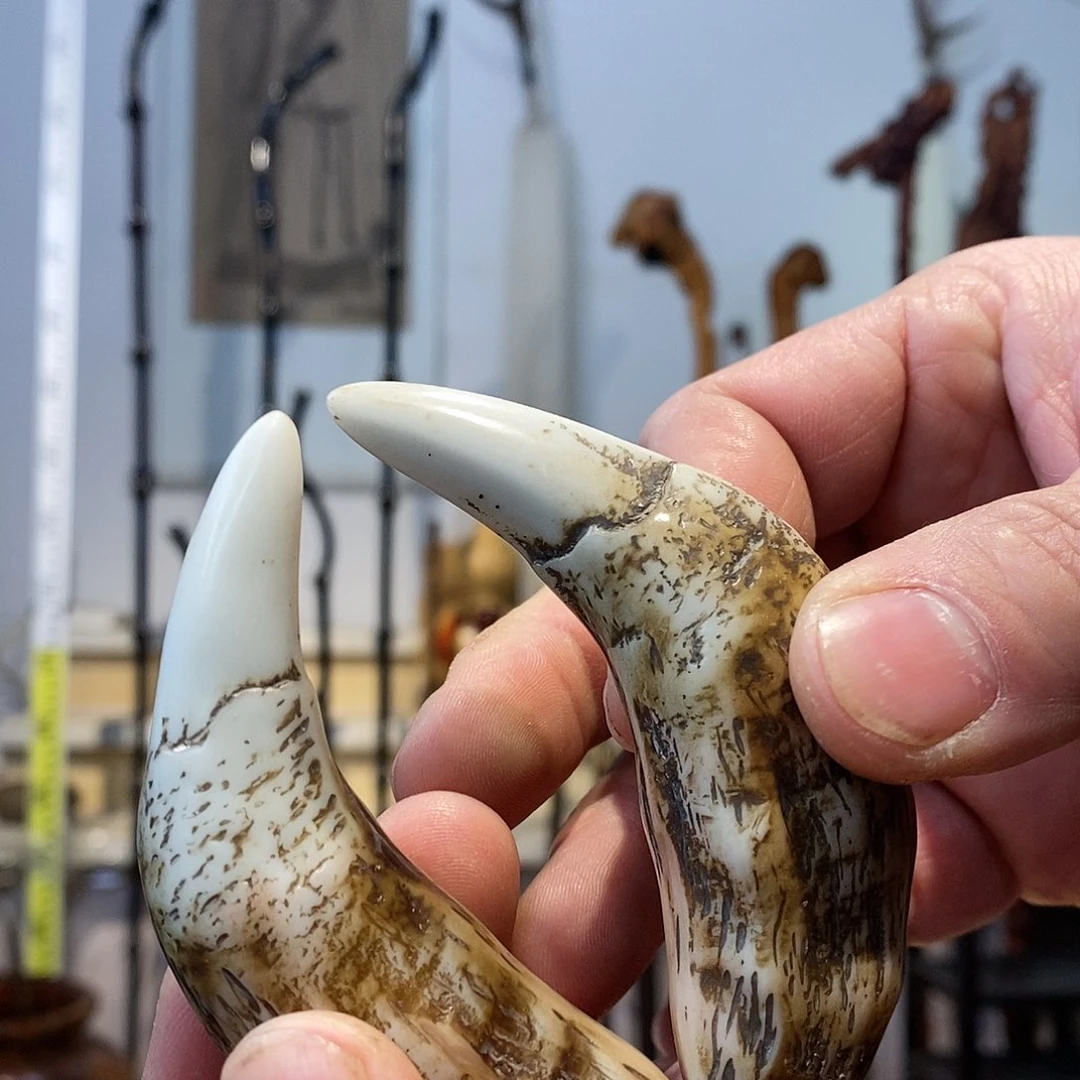 杂色豆（科檀/科特迪瓦檀木）