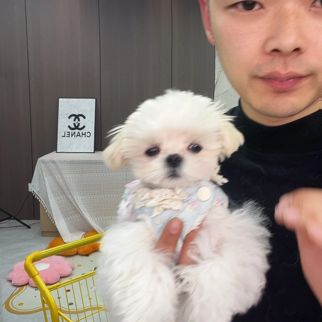 马尔济斯弟弟五个月
