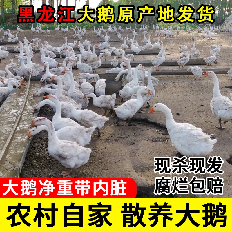 东北大鹅农村散养大笨鹅现杀现发新鲜整支带内脏大白鹅三花