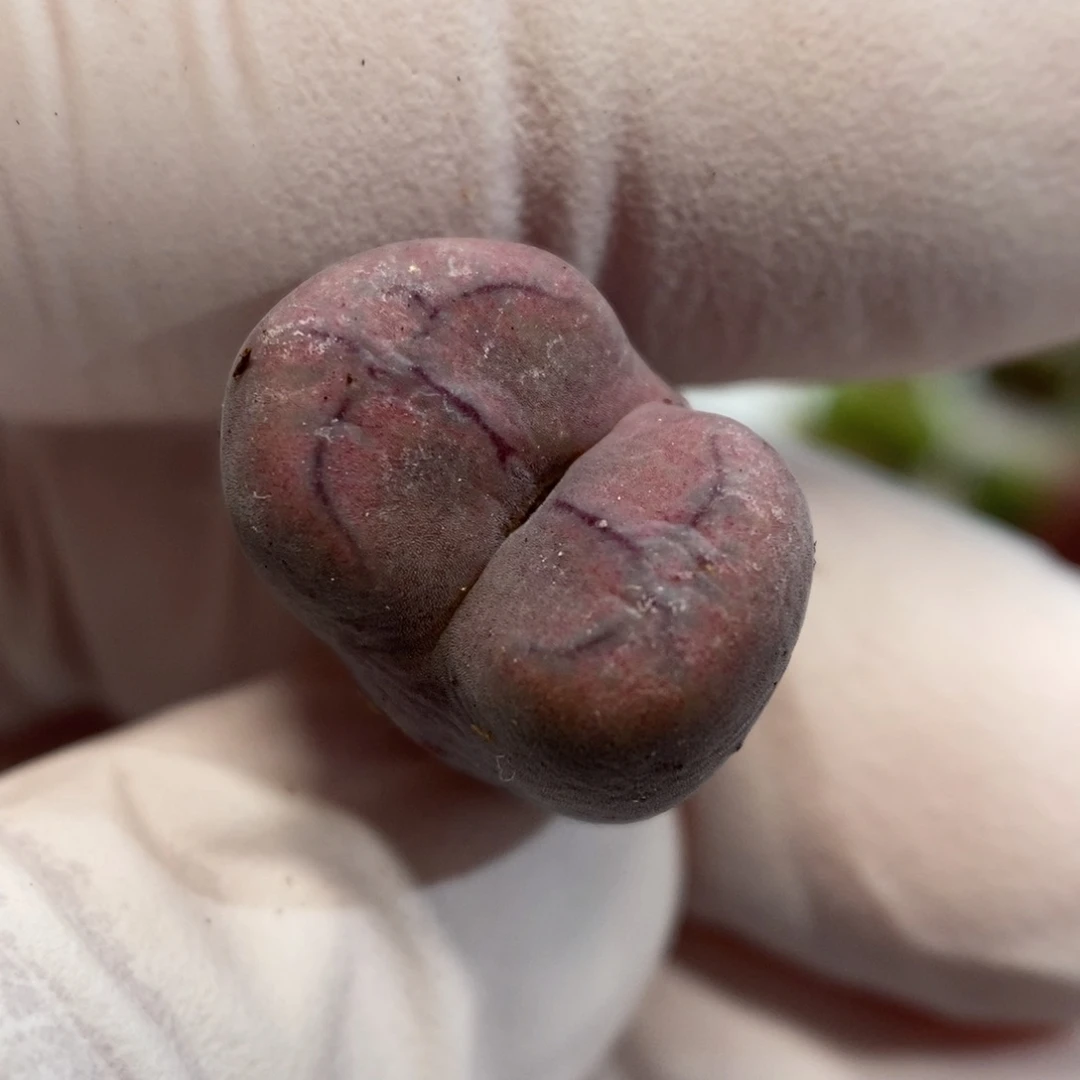 多肉植物肉锥杂交K-78 伤特 超八杂