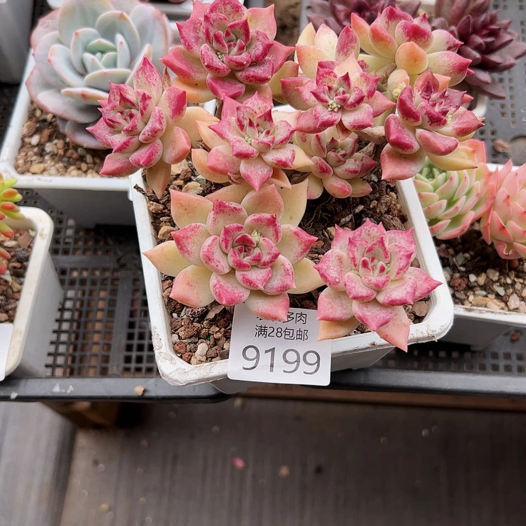 9号起**侠多肉一物一拍9199