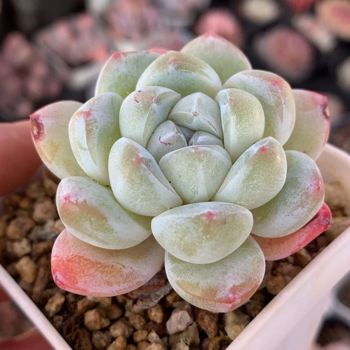 精控雪媚娘一物一拍