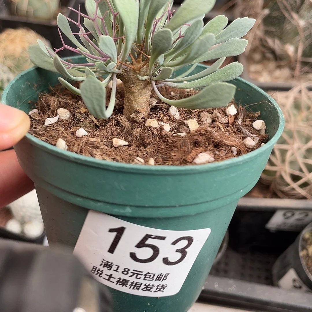 153黑鬼殿（满18元包邮）