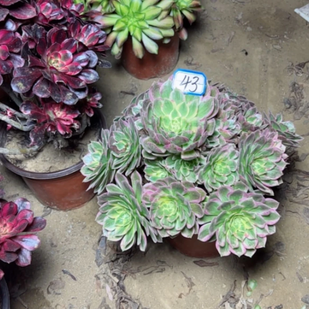 【闪购商品】粉海王43