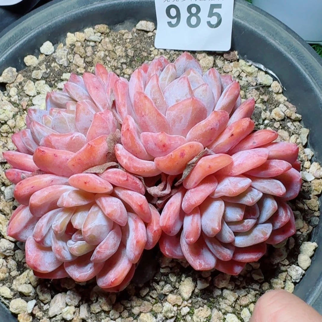 四头            精美多肉植物