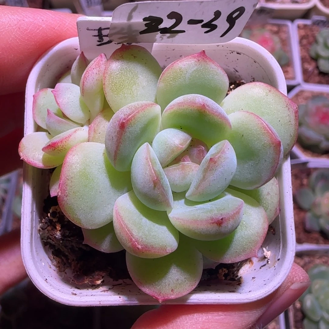 22-39珠玑双头群生不包整