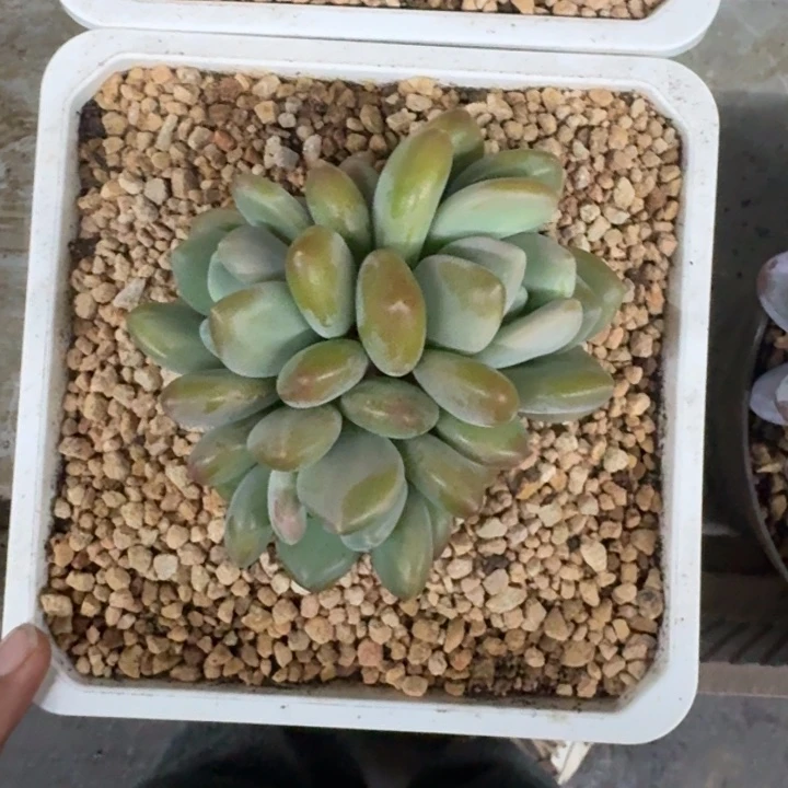 奶龙 单头 一物一拍