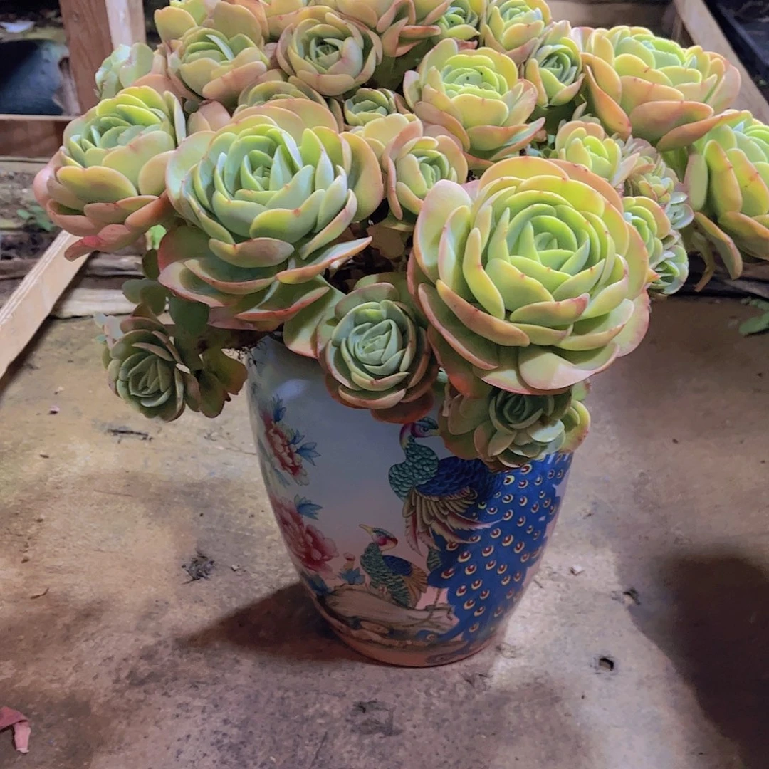 无*多肉植物保护研究所