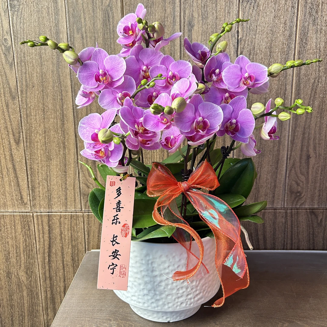 紫蝶 精品蝴蝶兰 紫色花型 室内精品观赏 真花