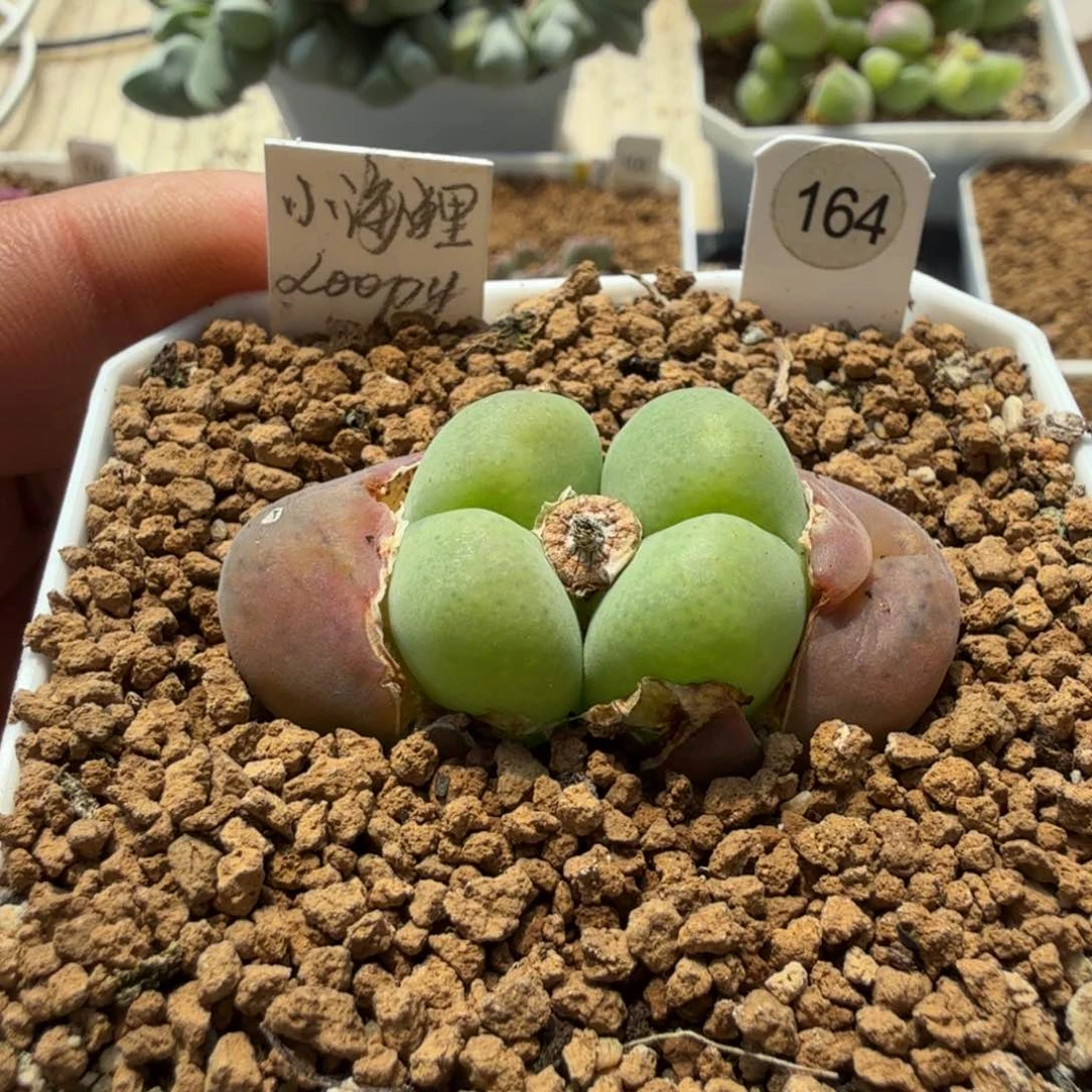 多肉植物多肉植物多肉植物
