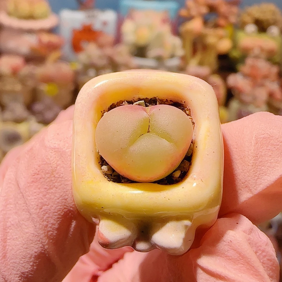 T可爱爱心奔驰盆口1cm