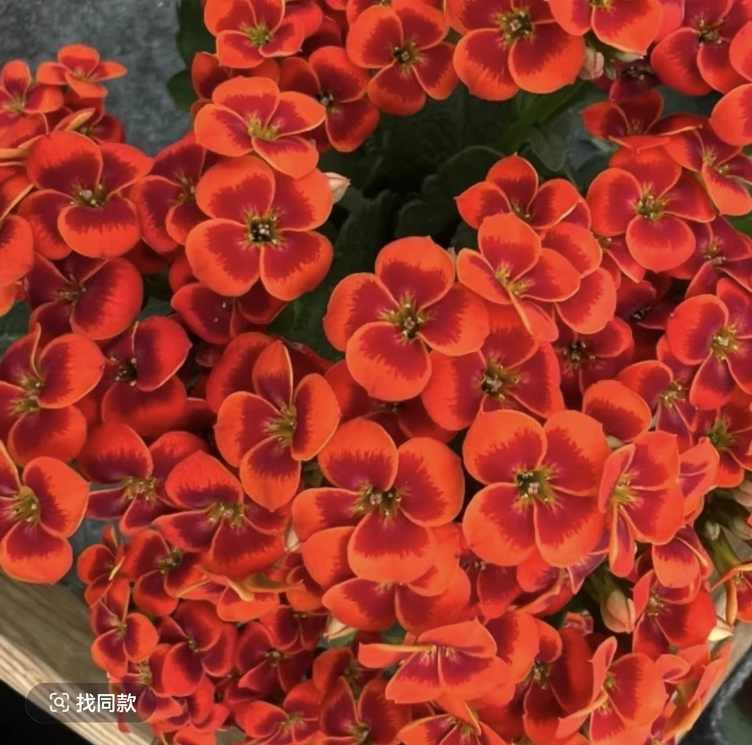 长寿花-（星河）110盆 单瓣 稀有品种