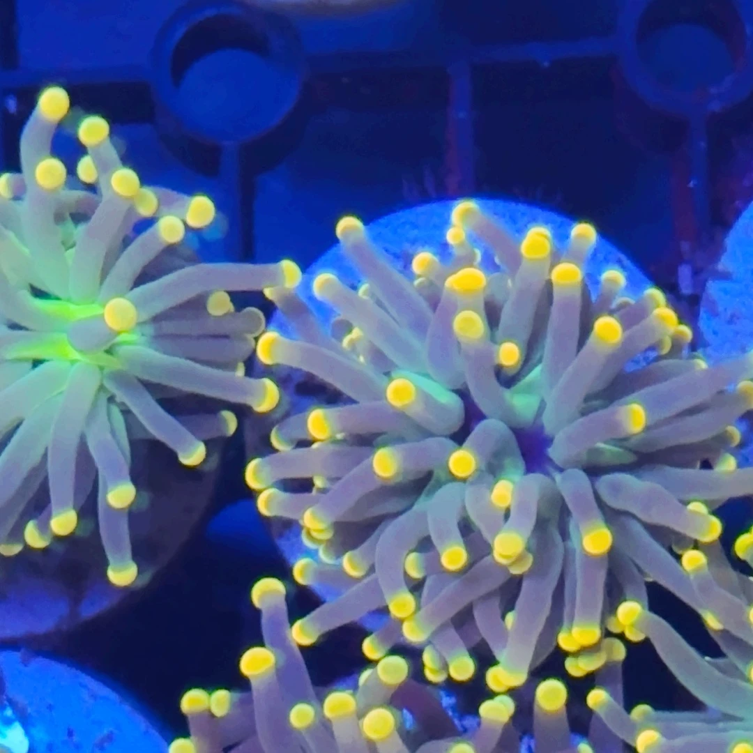 鱼***秒纽扣珊瑚黑火柴一颗