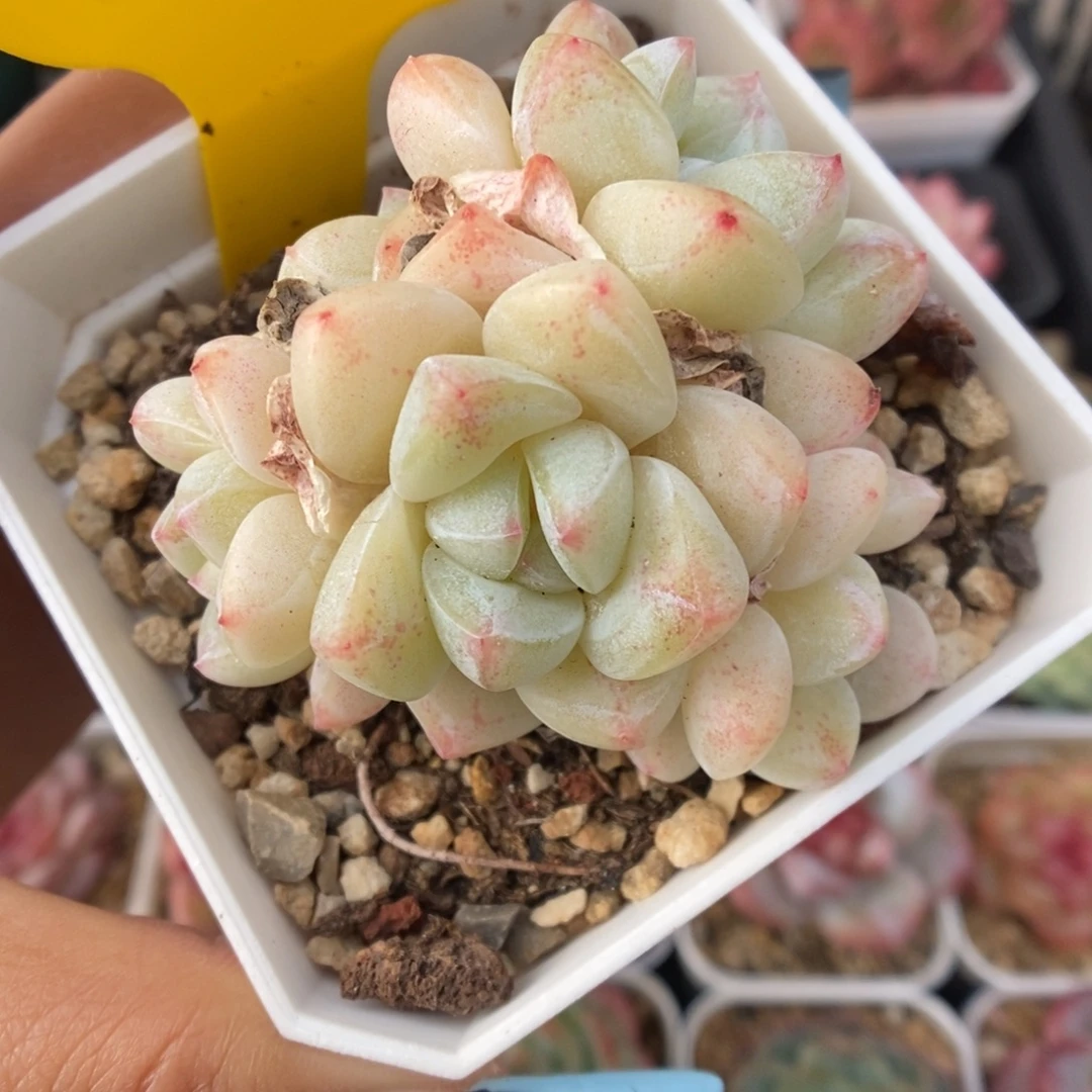 冰玉群生可拍366号