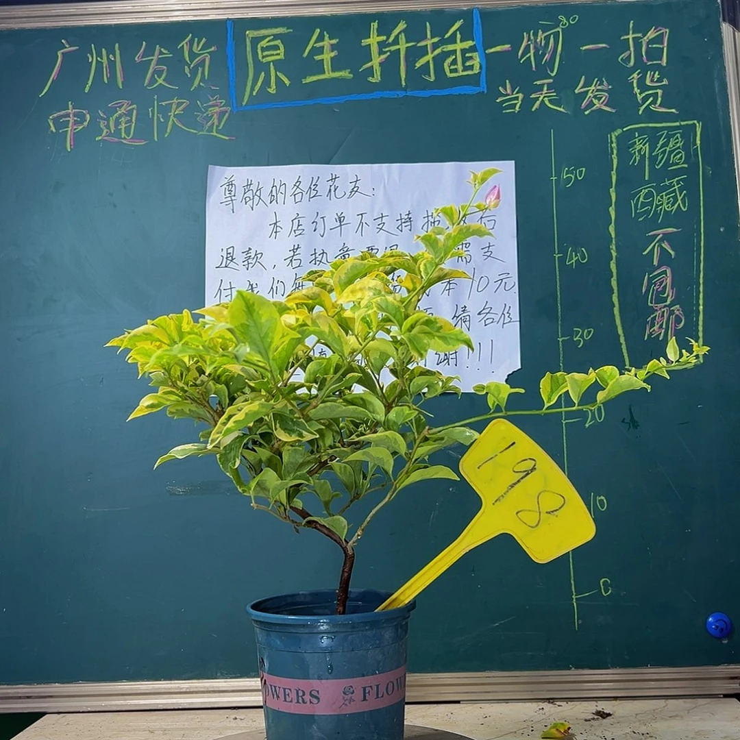 当前无花栽培后可以开花 造型杆 金边浅紫 198