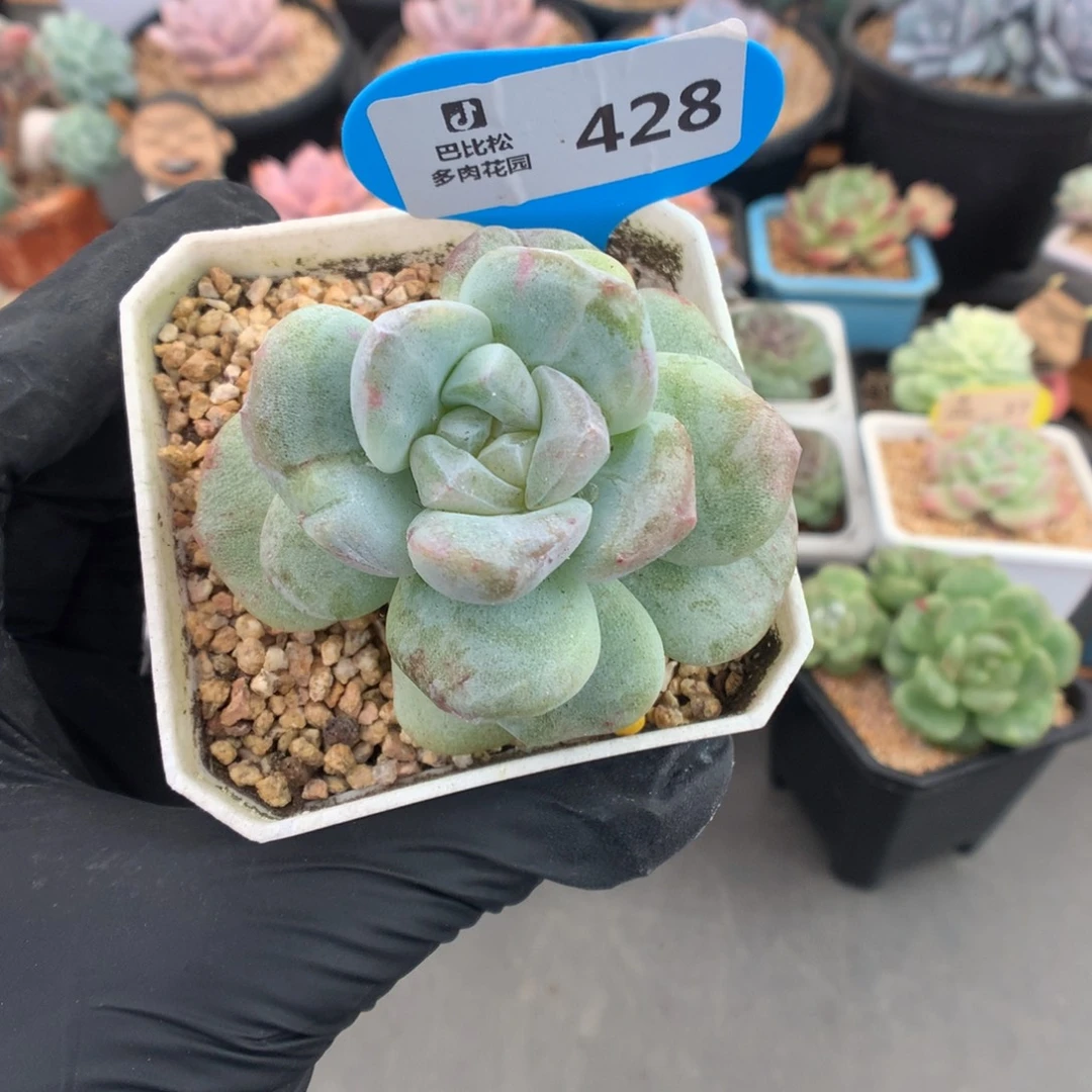 428 冰玉石化多肉