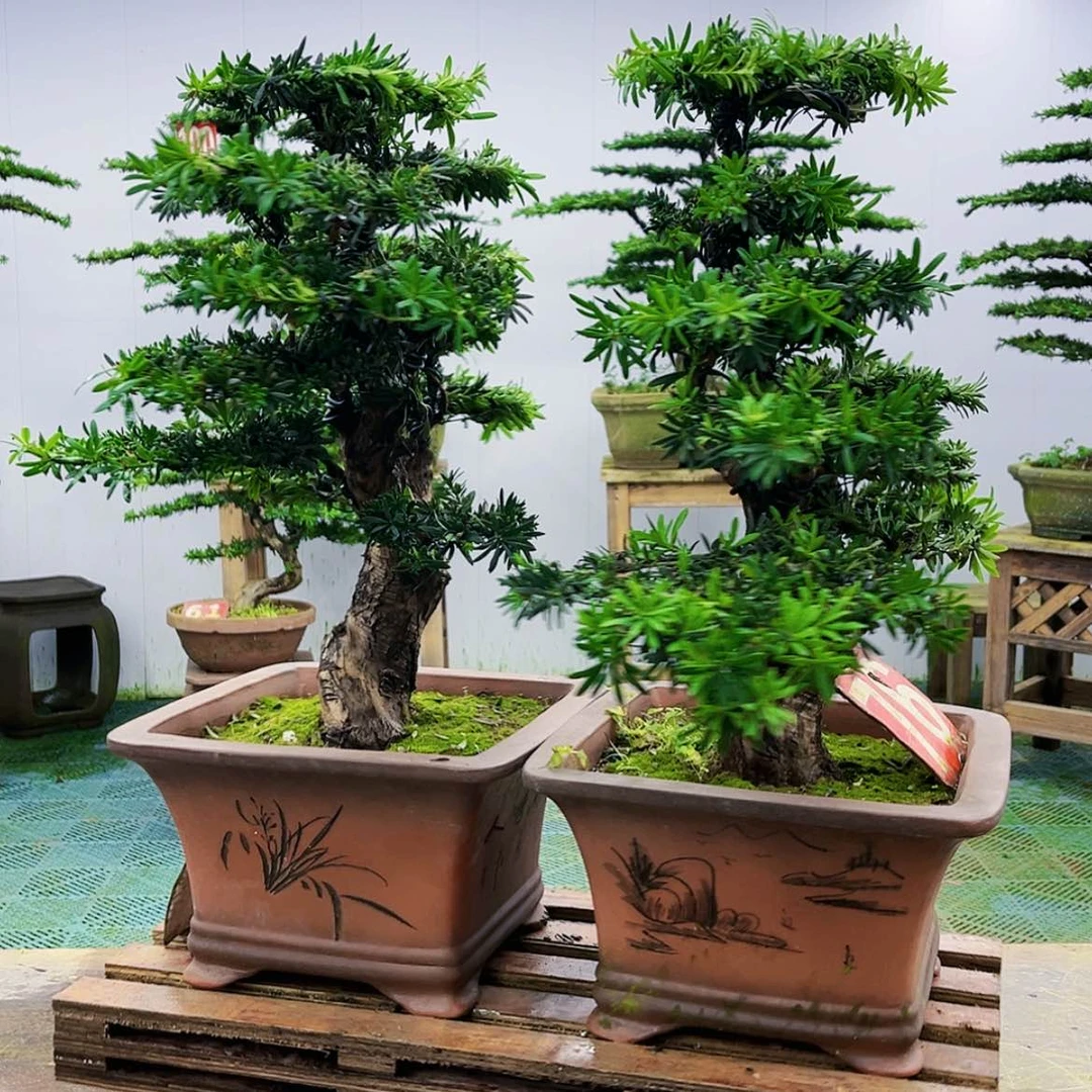 【闪购商品】无花朵