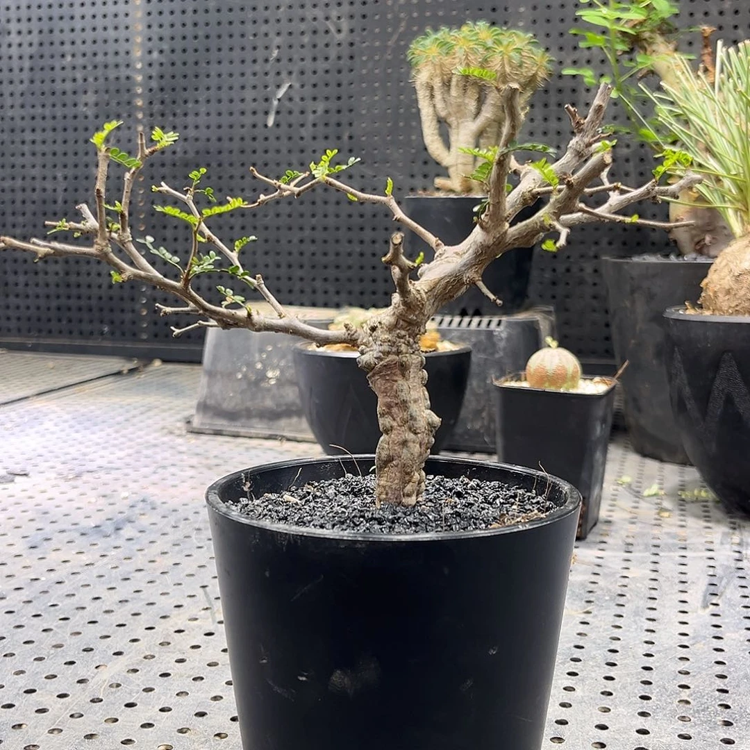 象足漆树669999666999666