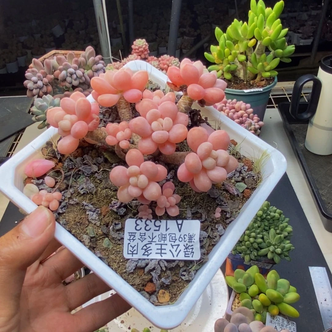 533冰淇淋鱼子酱多肉7c m