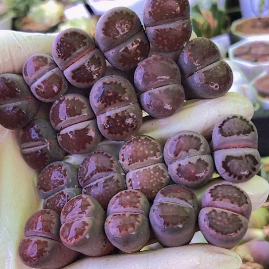 无花朵0932，1.5-1.7厘米特价