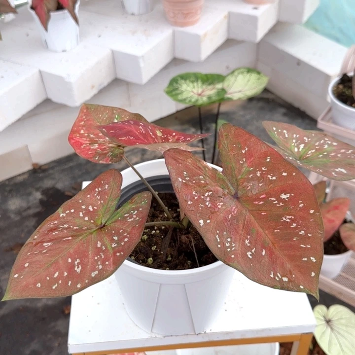 植物彩叶芋精品Q0142