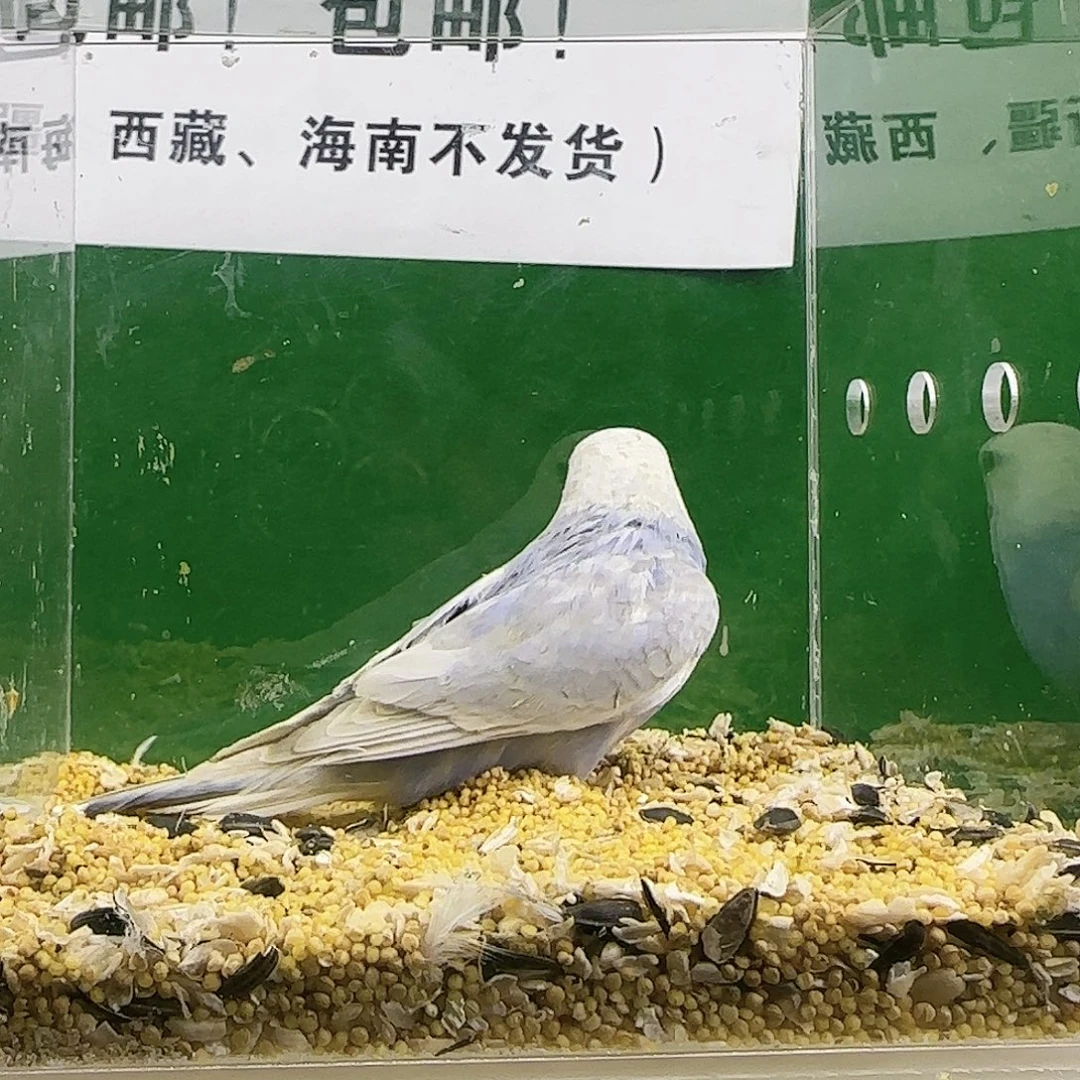 虎皮鹦鹉大头鹦鹉