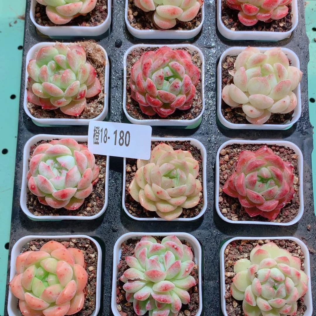 18-180一物一拍多肉带盆18颗