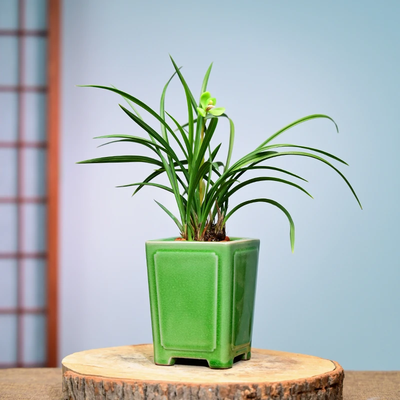 西神梅春兰金边矮种浓香兰花室内花卉绿植盆栽客厅阳台卧室办公