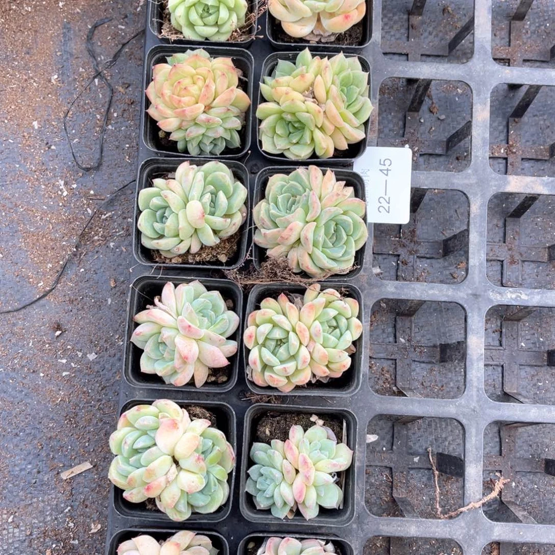 左4一物一拍22-45