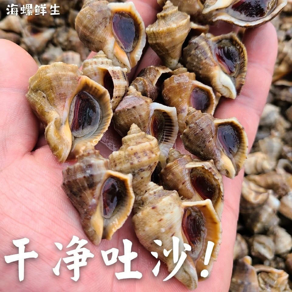 直播间福利,特小小海螺4斤(一斤35-40只左右)