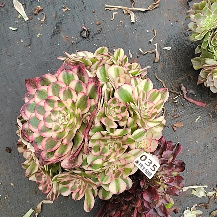 035大倾城手捧，维纳斯缀化诺米多肉法师园艺