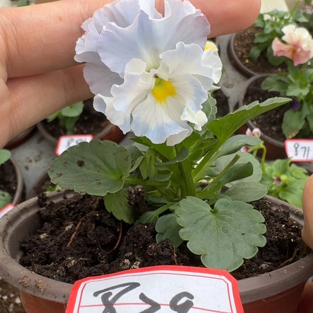 大部分花苞少量开放839