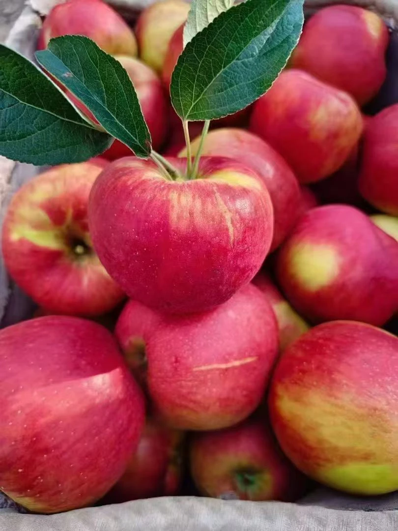 【现摘现发】丑苹果正宗云南昭通丑苹果坏果包赔