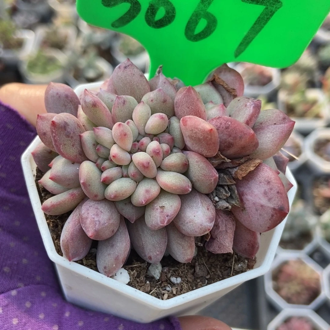 3067爱丽儿多肉植物