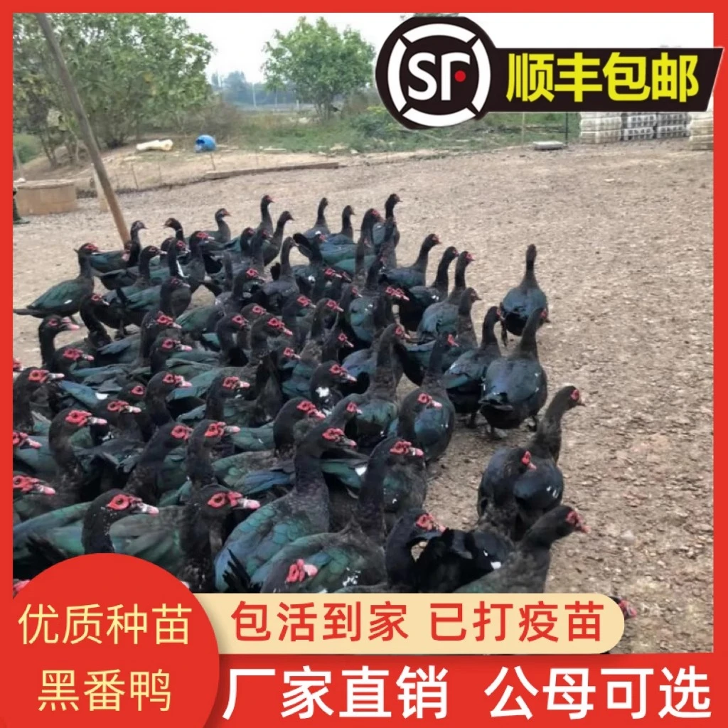 35只大种黑脸番鸭宠物鸭活体凤头鸭顺丰包邮包成活