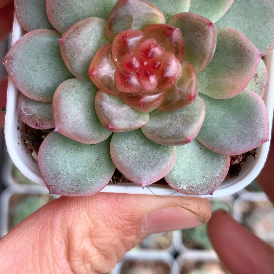红透心。             24号