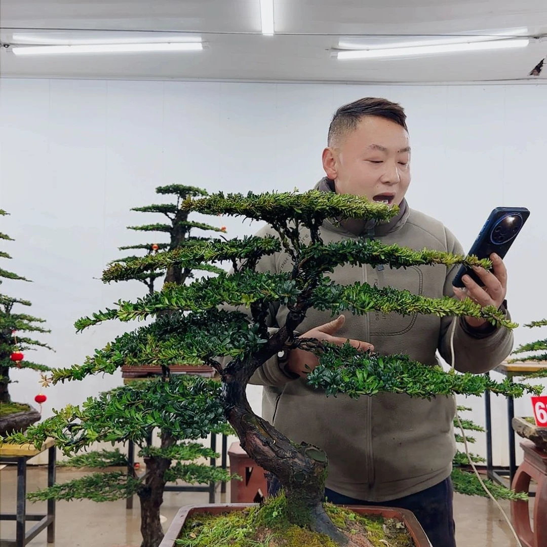 火*盆景制作过程非常