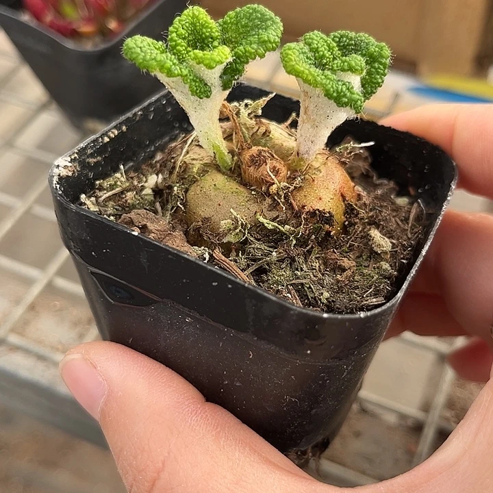 我也不知道我为什么要这样