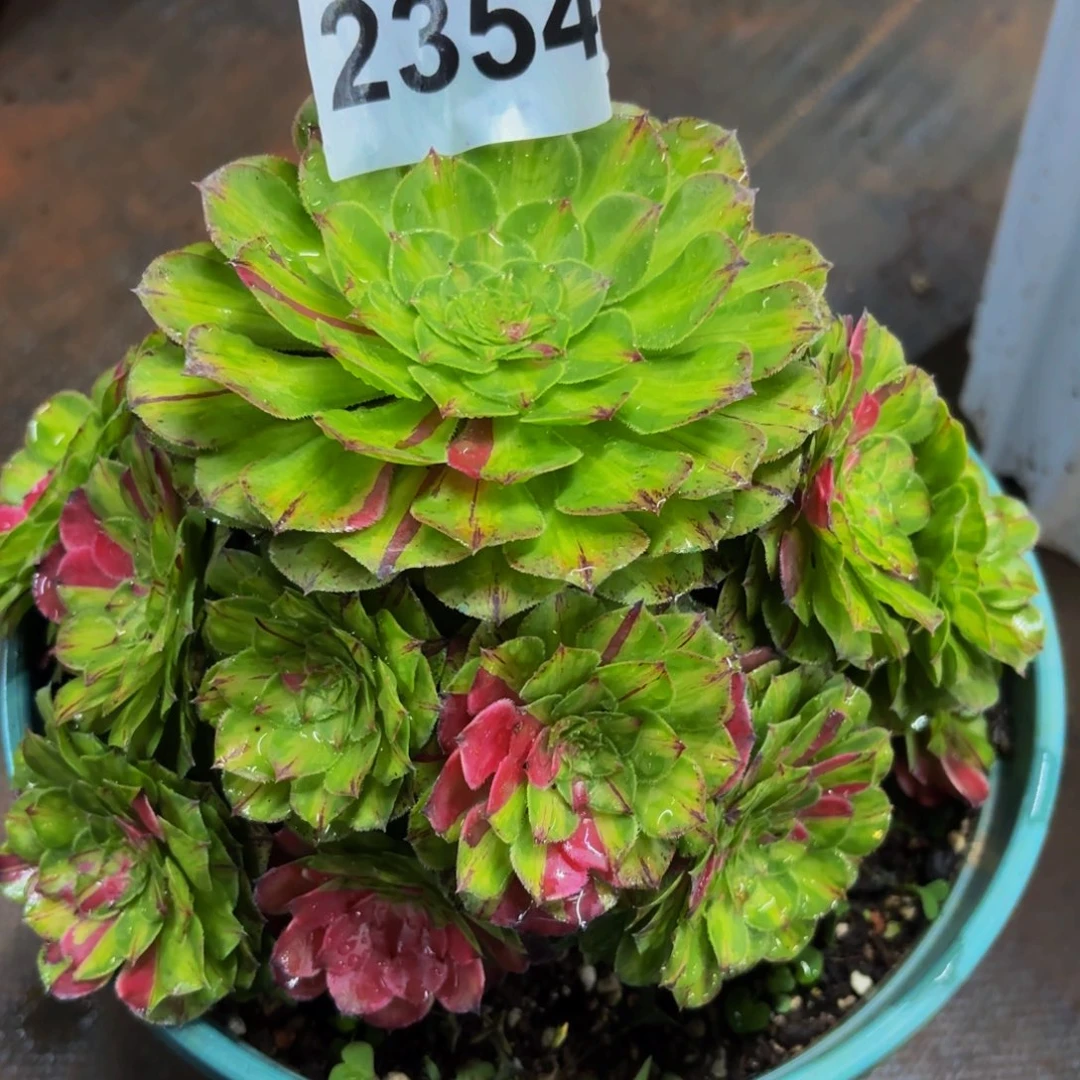 2354多肉植物知否特价