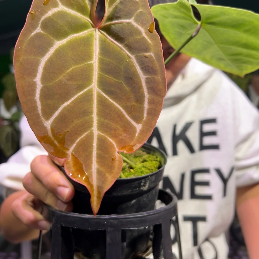 完全开放红*南美水晶