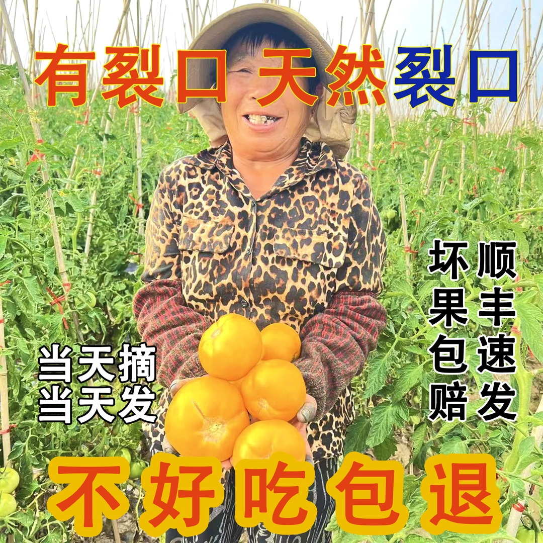 【自然裂口果】【不好吃包赔】内蒙古五原黄色西红柿黄柿子自然成熟