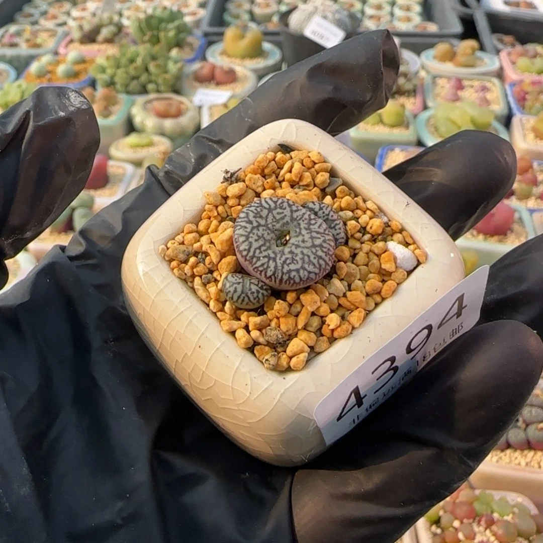 4394-一物一拍 带盆