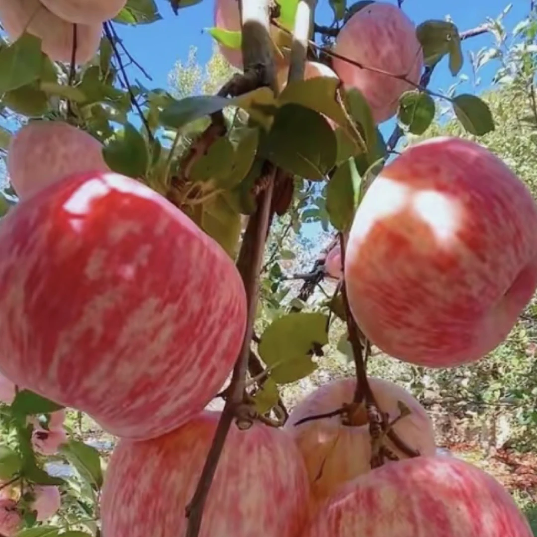 正宗山东烟台栖霞条纹红富士产地直发脆甜多汁净重4.5斤整箱包邮