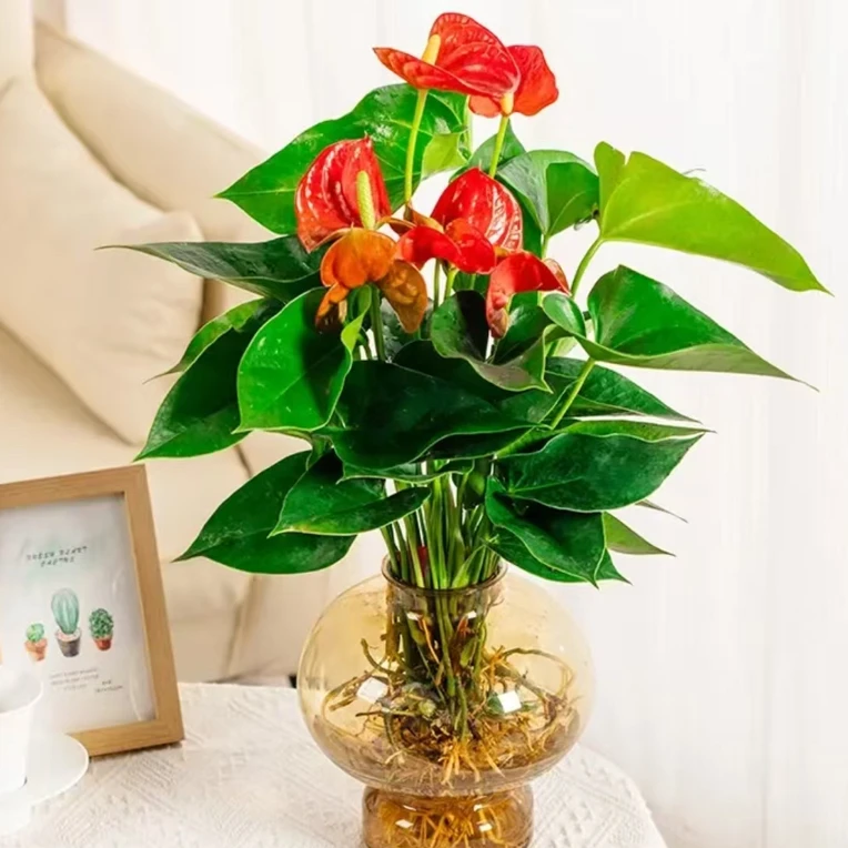 水培红掌室内绿植花卉客厅书房办公室花卉