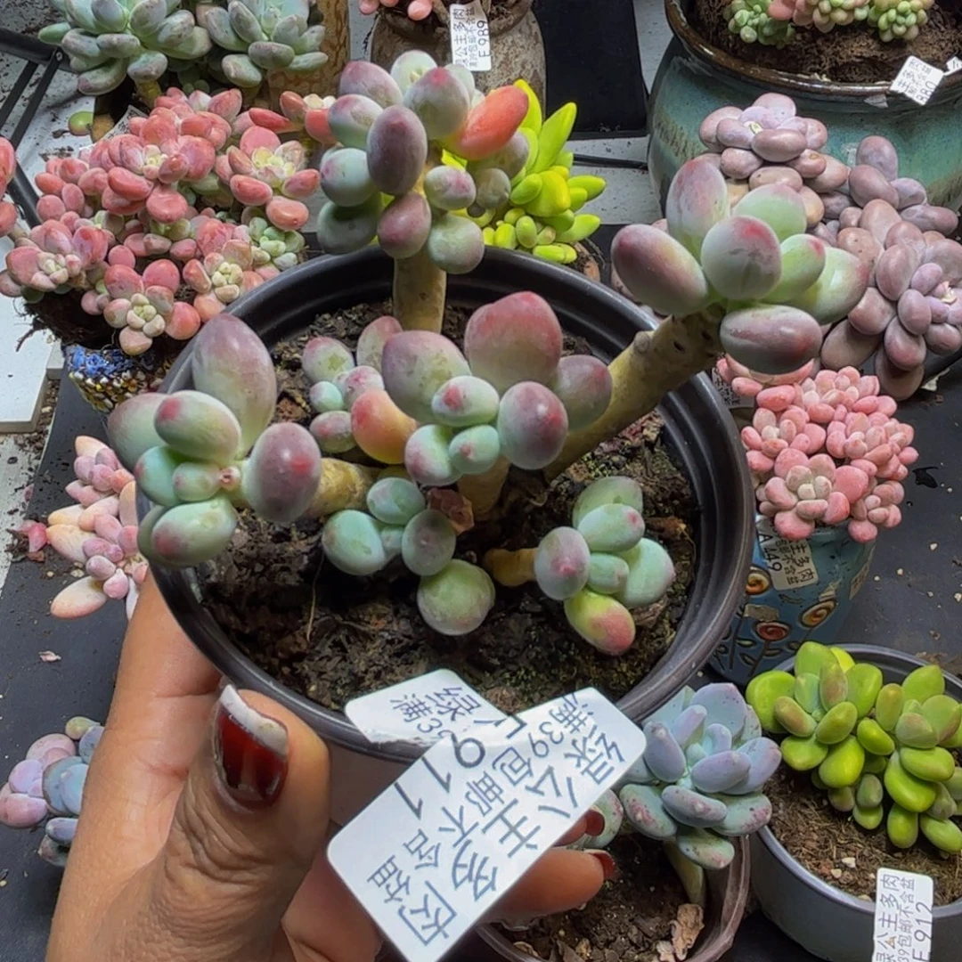 苹果奶酪911/8cm多肉