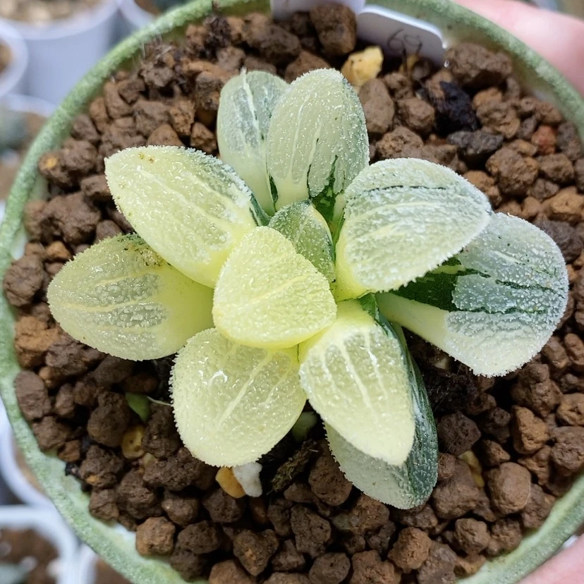 【闪购商品】24雪之礼