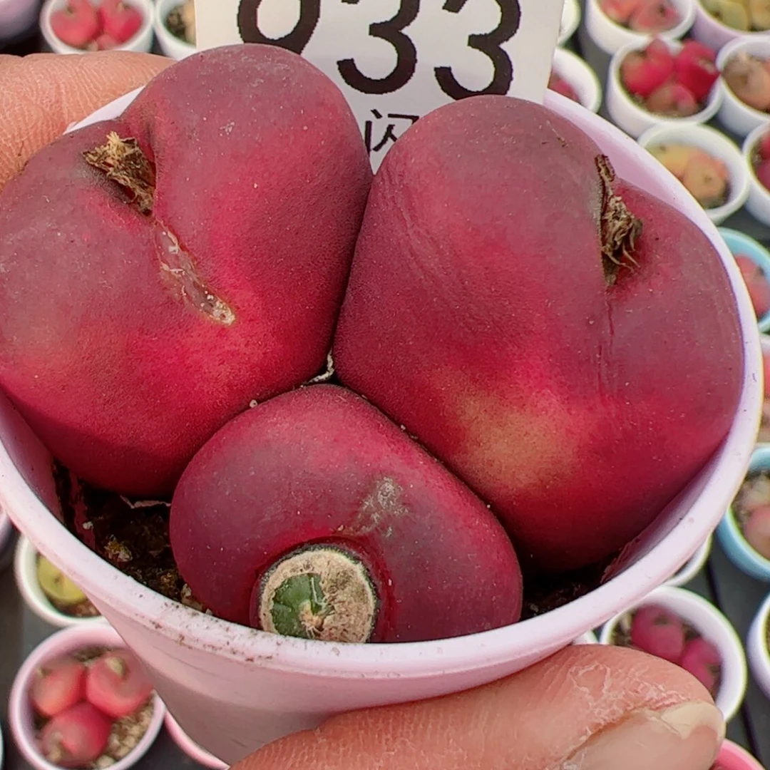 小***粉我很喜欢这个A933