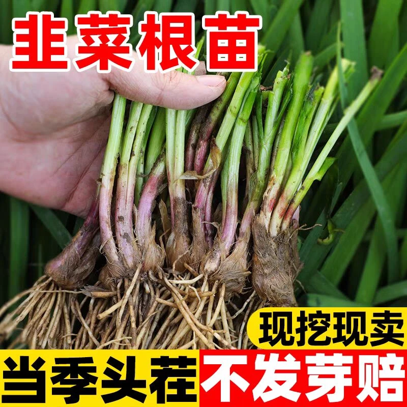 【韭菜根苗】新鲜现挖头茬宽叶紫根红根韭菜苗阳台四季蔬菜盆栽种植
