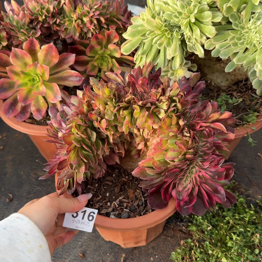 316组合缀化多肉植物满28包邮